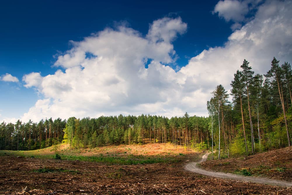 Lush forest with a winding dirt path under a blue sky with fluffy clouds.